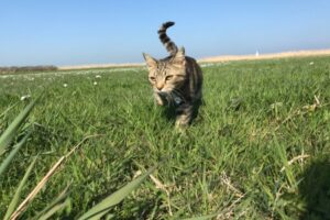Hier loopt Simba in Friesland eindelijk weer buiten